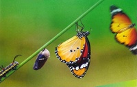Verwandlung Raupe zum Schmetterling